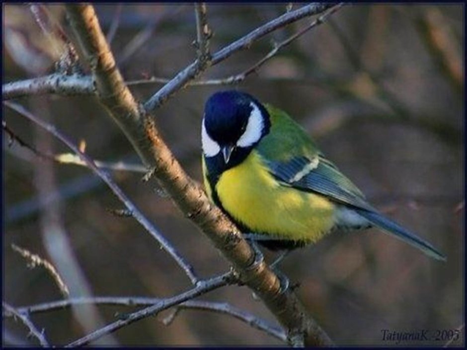 День синички