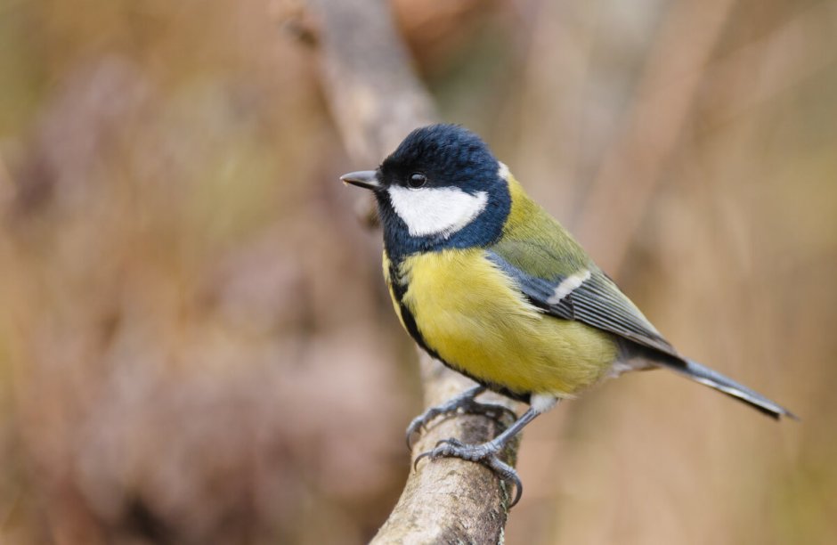 Птица с желтой грудкой