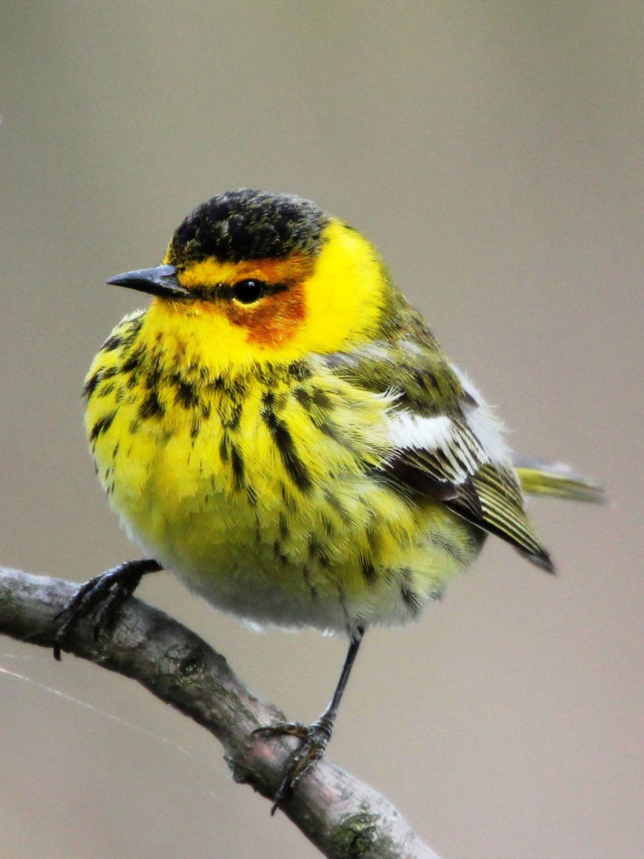 Трясогузка с желтой грудкой