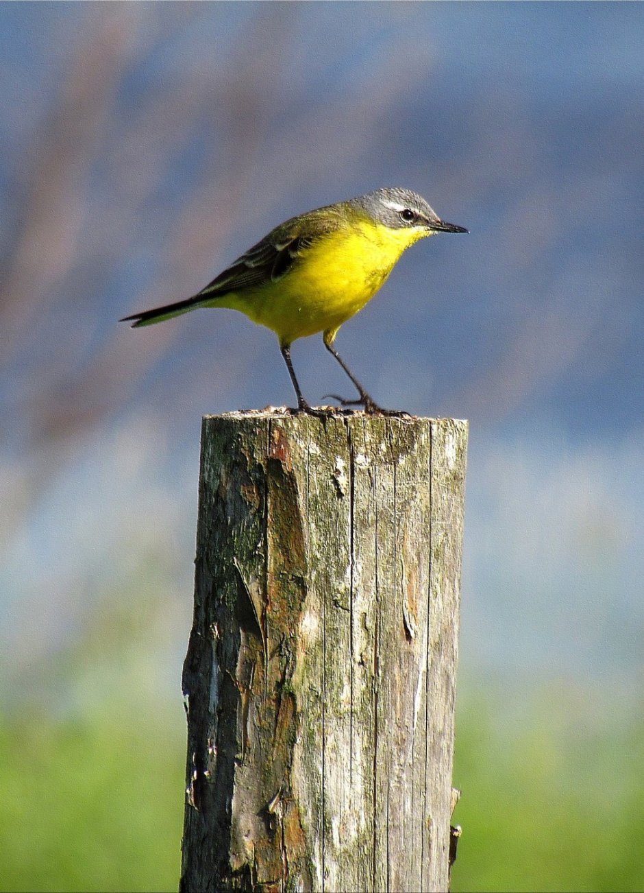 Желтогрудый Воробей