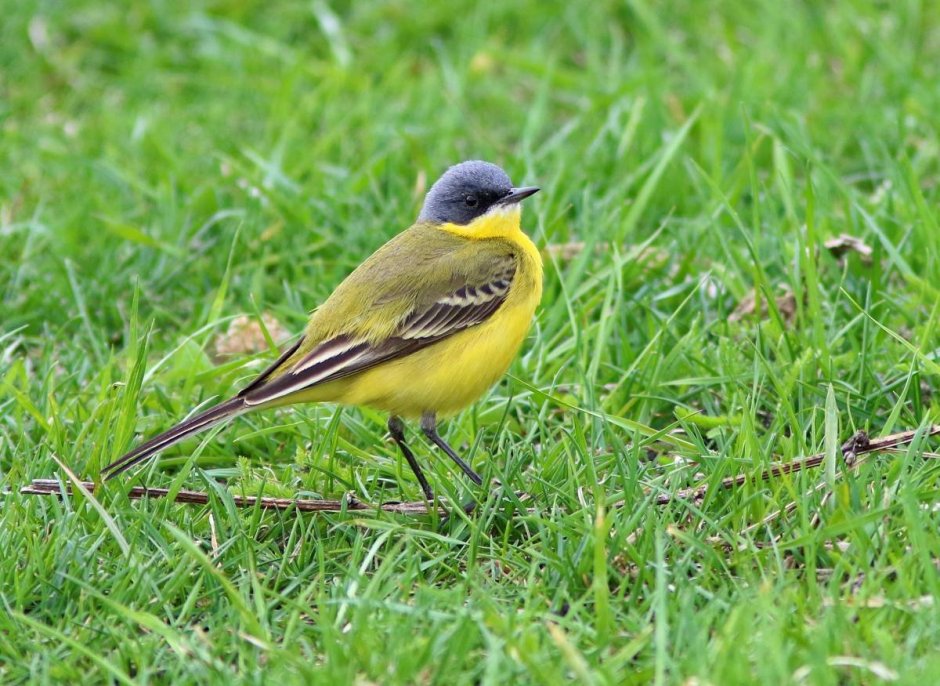 Маленькая птичка с желтой грудкой
