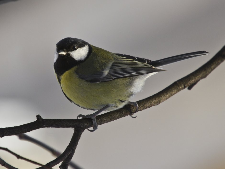 Зимние птички с желтой грудкой