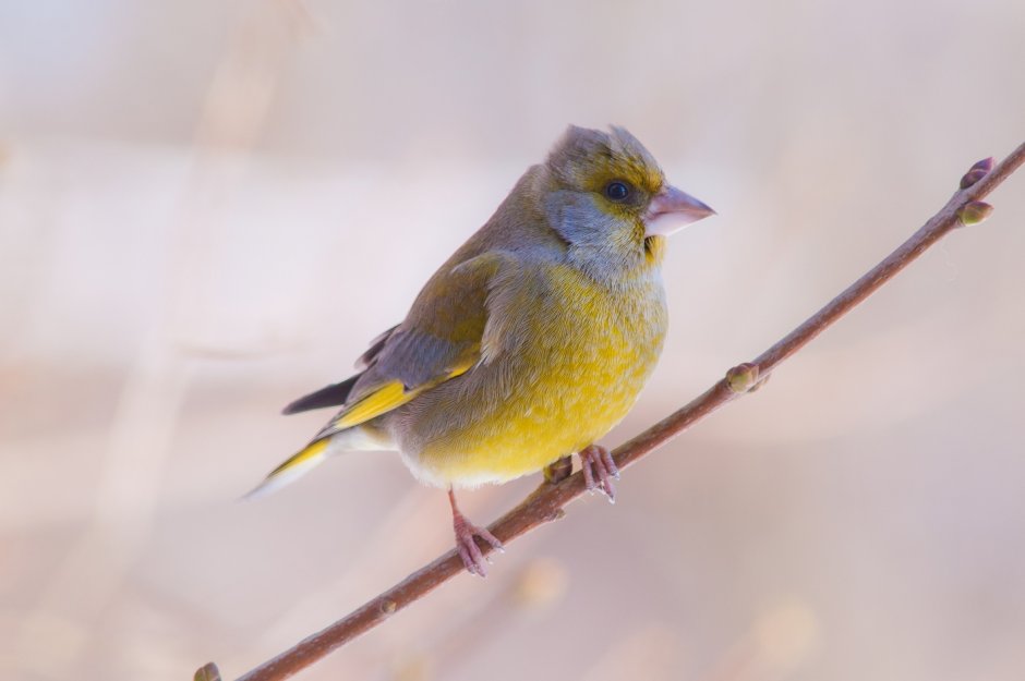 Зеленушка с хохолком