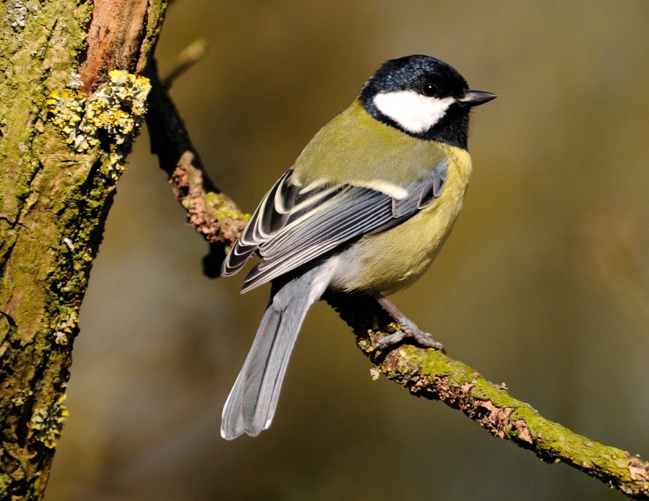 Большая синица - Parus Major (l.)