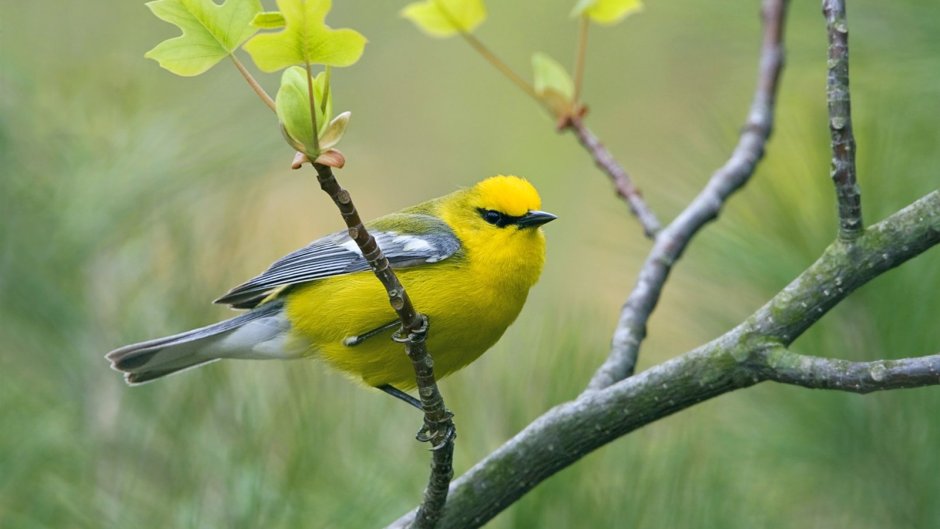 Тайваньская желтая синица