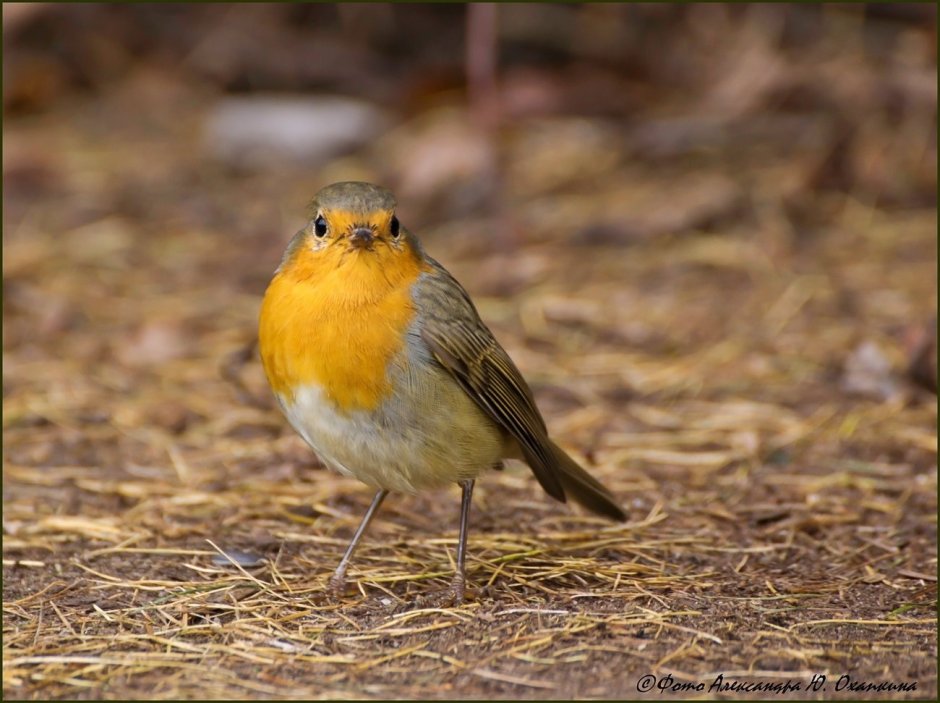 Птичка с желтой грудкой но не синица