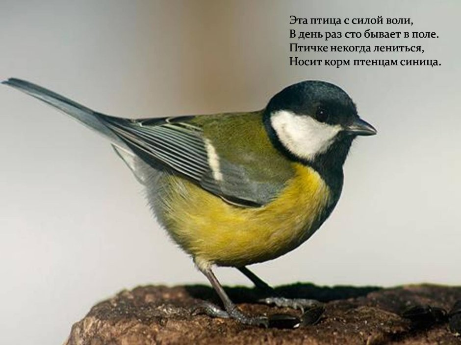 Синичка с желтой грудкой
