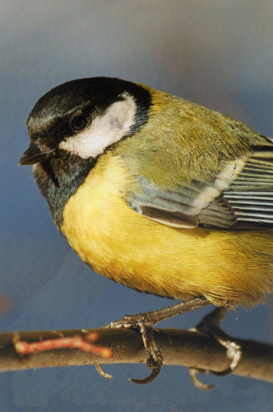 У̊з̊о̊р̊ с̊о̊л̊н̊ц̊е̊