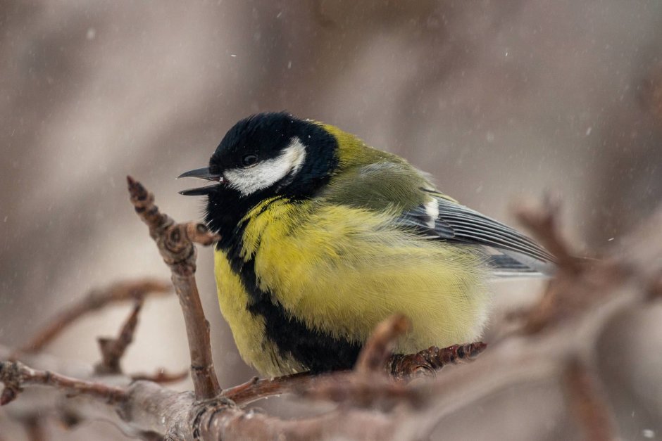 Синица Дальневосточная