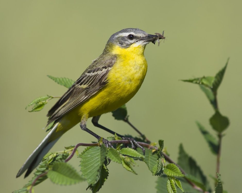 Лесная канарейка зеленушка