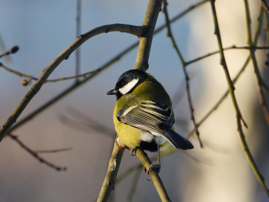 Синица с гусеницей