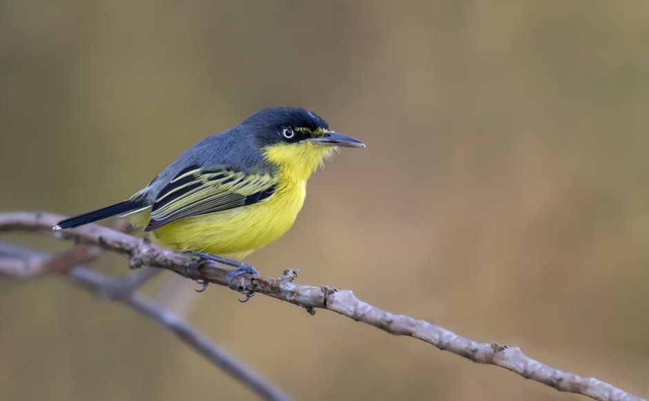 Желтобрюхий Дрозд