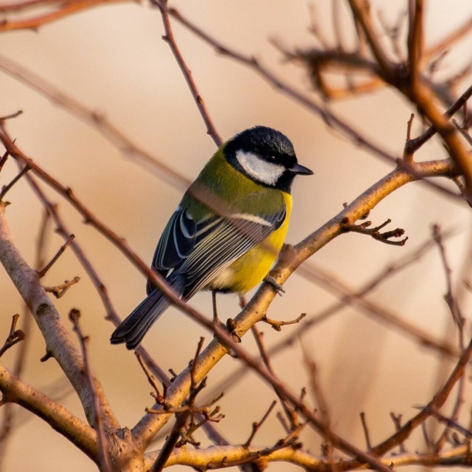 Синичка и Снегирь