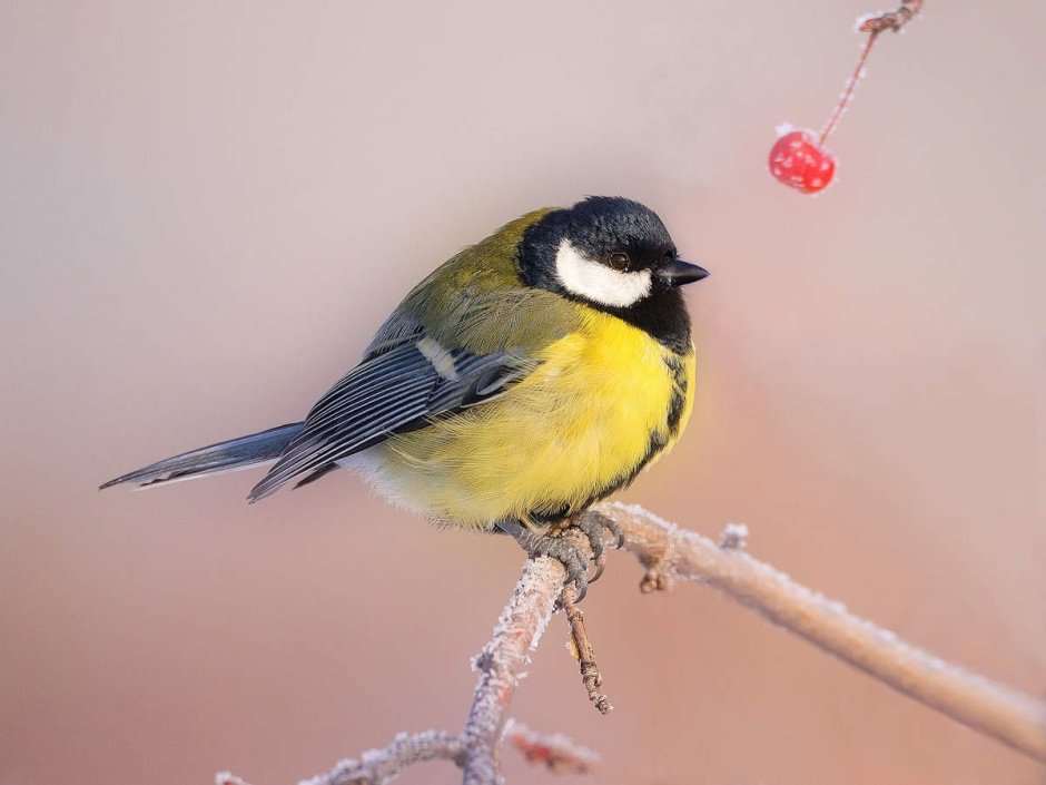 Желтогрудый Снегирь