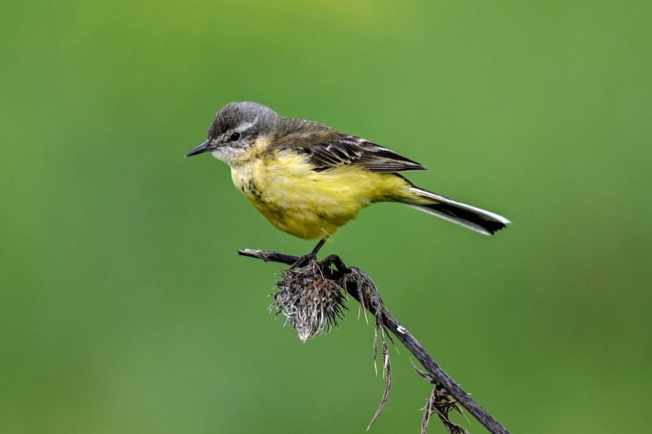 Желтая трясогузка питание