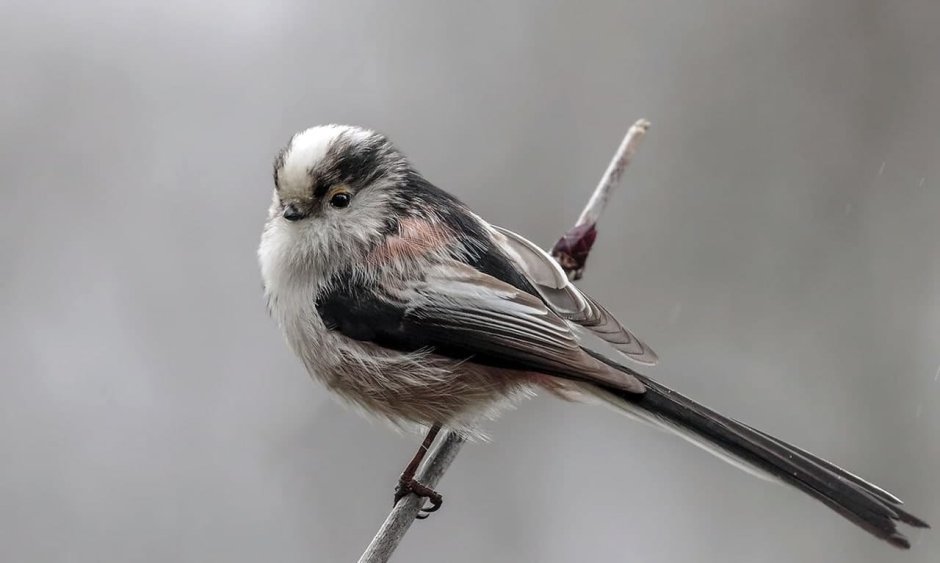 Длиннохвостая Воронья Сирица