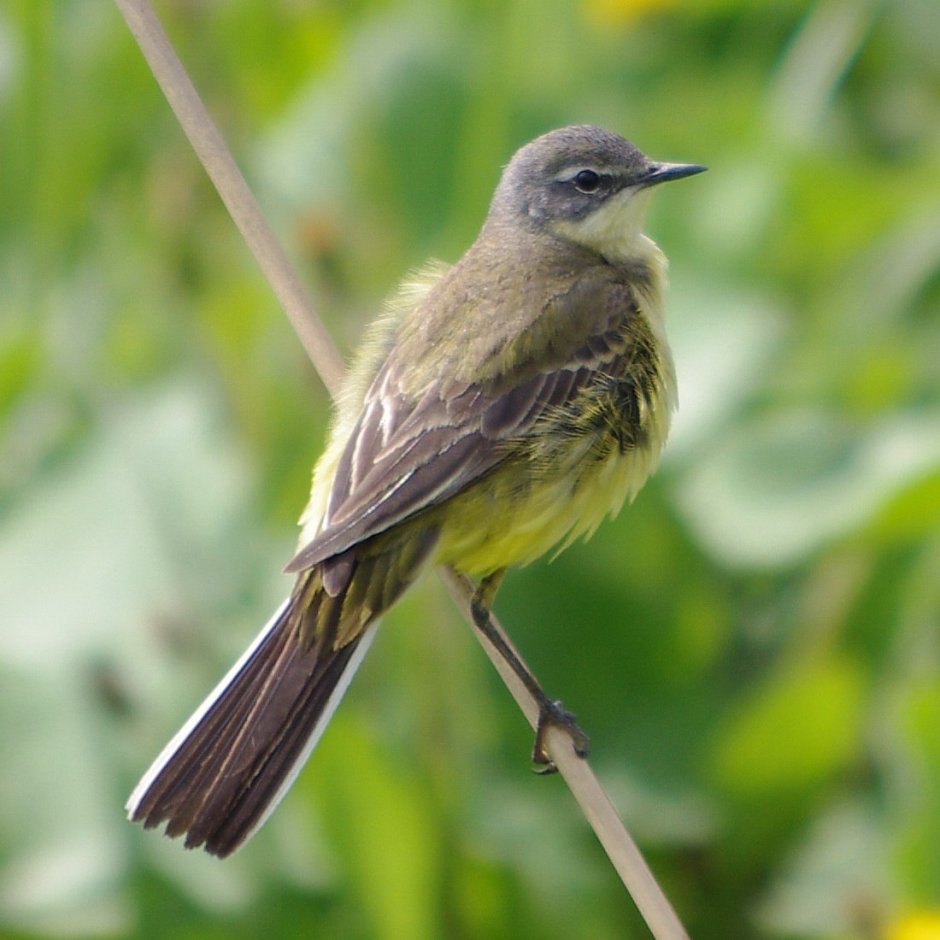 Серая птица с длинным хвостом