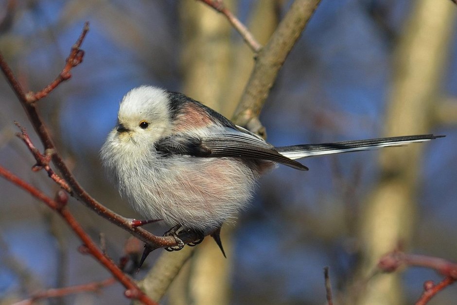 Длиннохвостая синица
