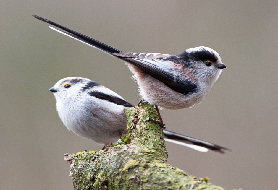 Длиннохвостая синица