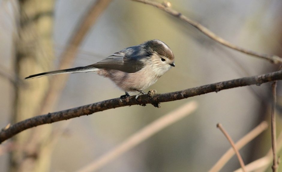 Серенькая маленькая птичка с длинным хвостом