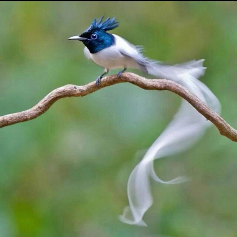 Синяя Райская птица принца Рудольфа