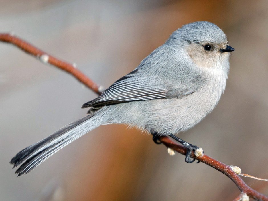 Серая синица