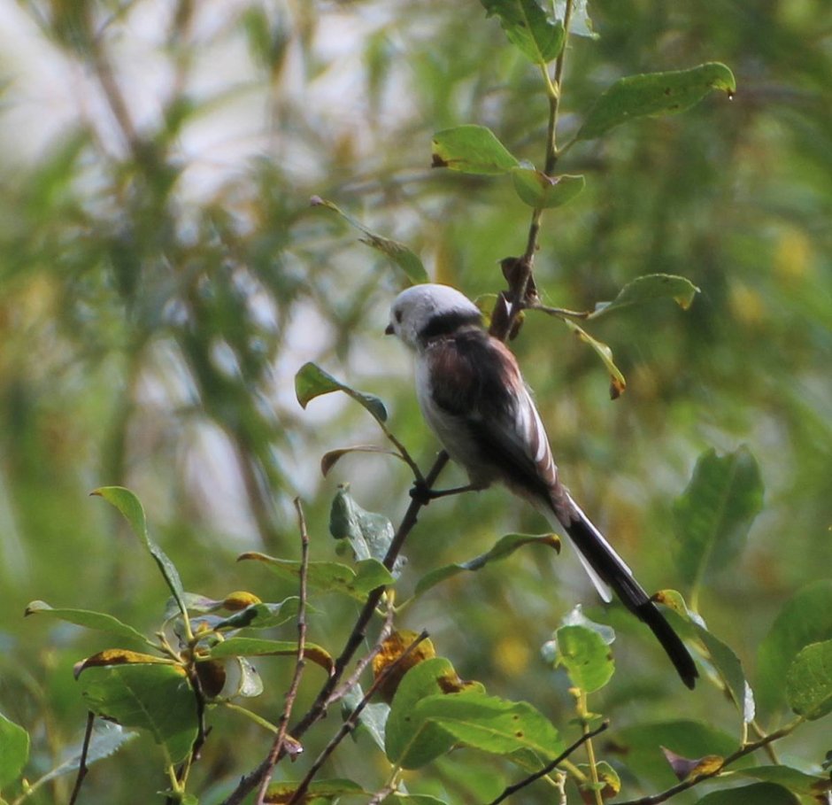 Птицы Забайкалья