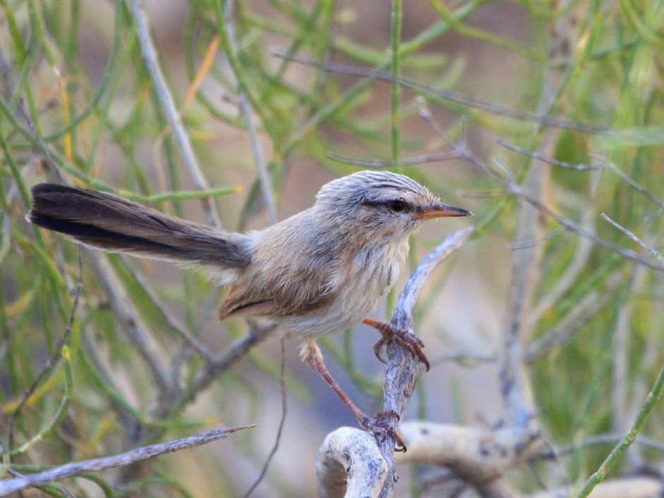 Серая птица с длинным хвостом
