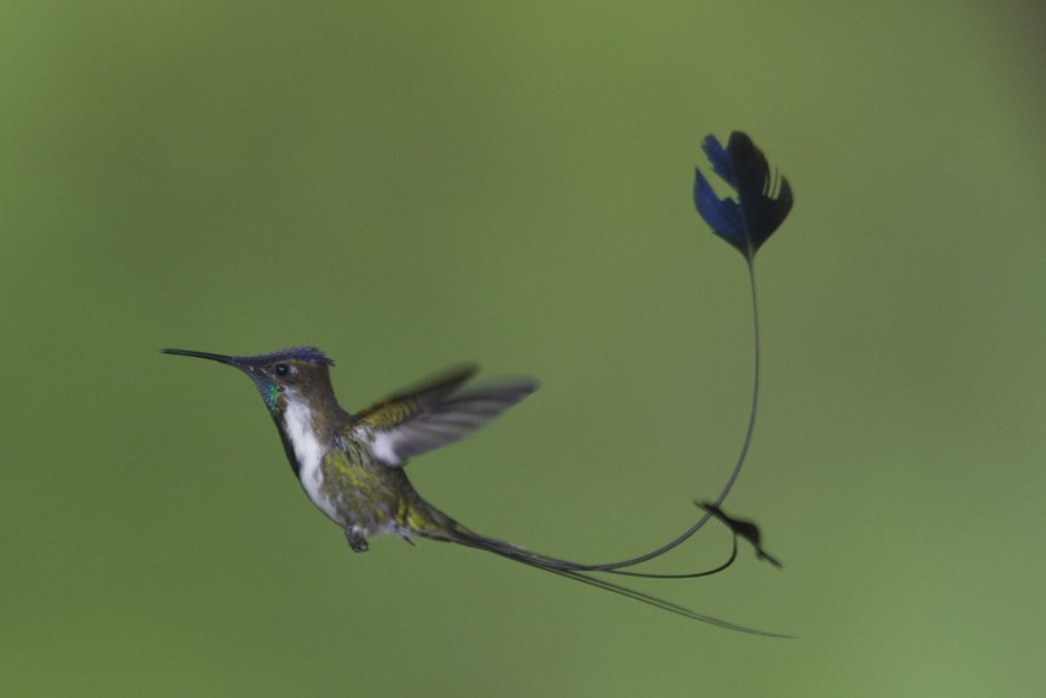 Loddigesia Mirabilis