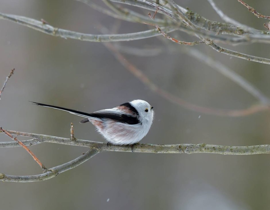 Северная длиннохвостая синица