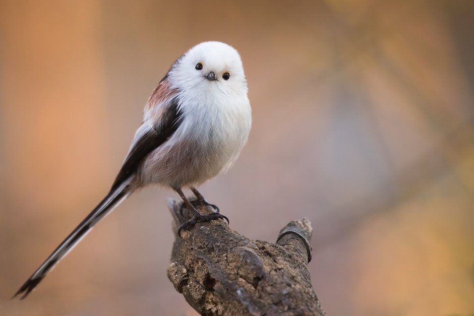 Длиннохвостая синица