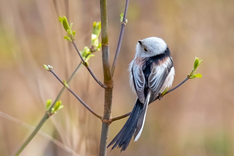 Длиннохвостая синица