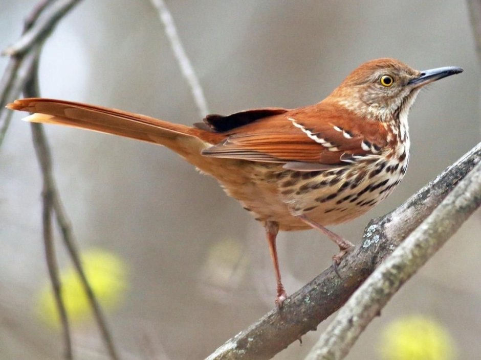 Brown Thrasher птица