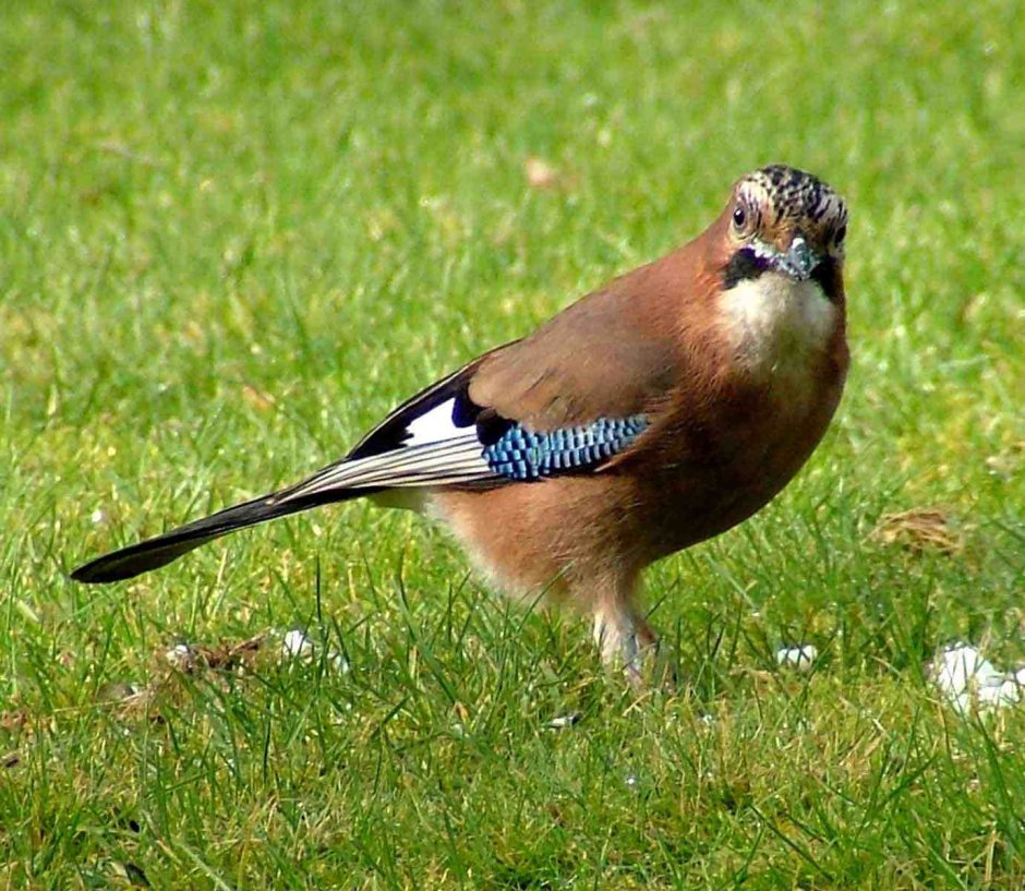 Коричневая птица