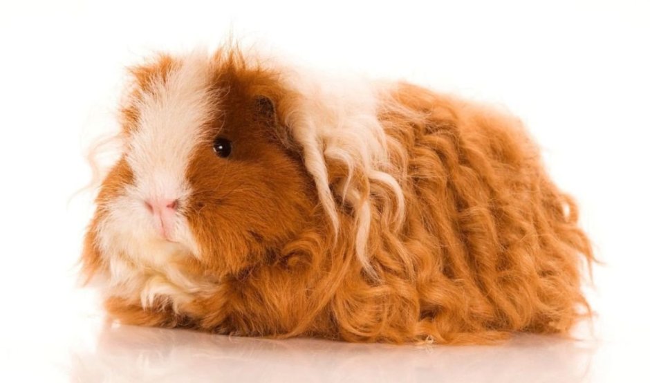 Морская Свинка Тексель