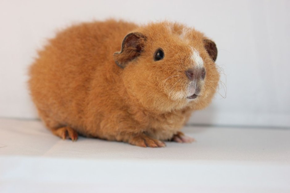 Морские свинки породы американский Тедди