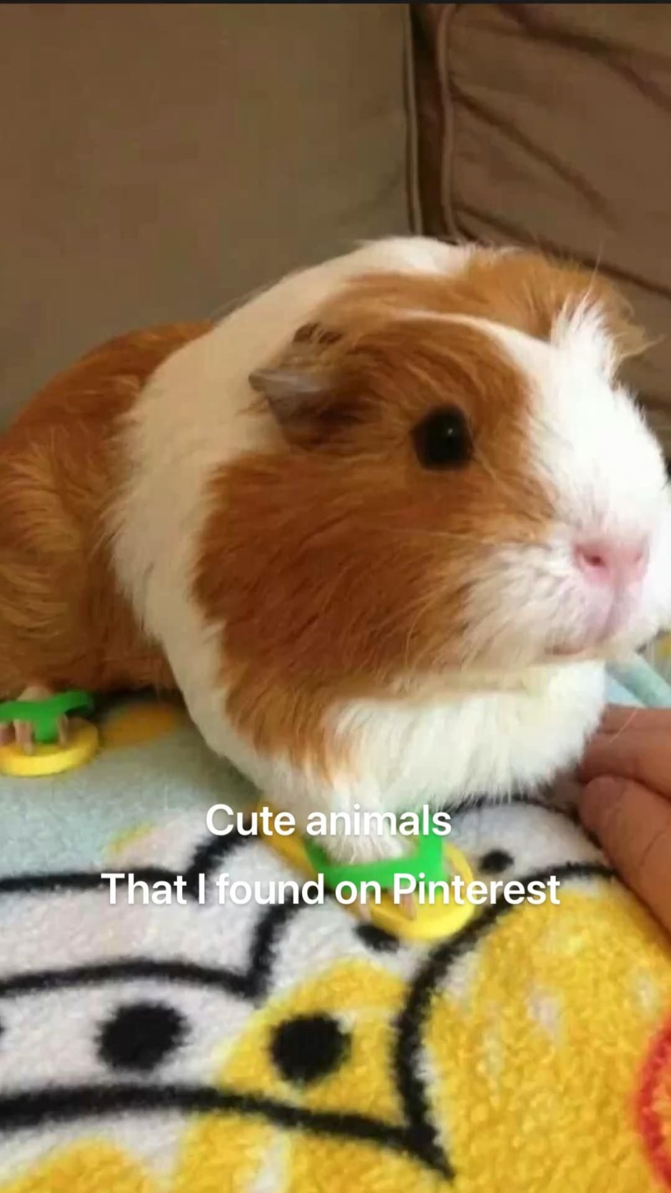 Домашние морские свинки