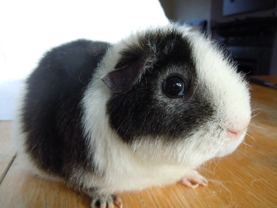 Морская Свинка Тедди черная