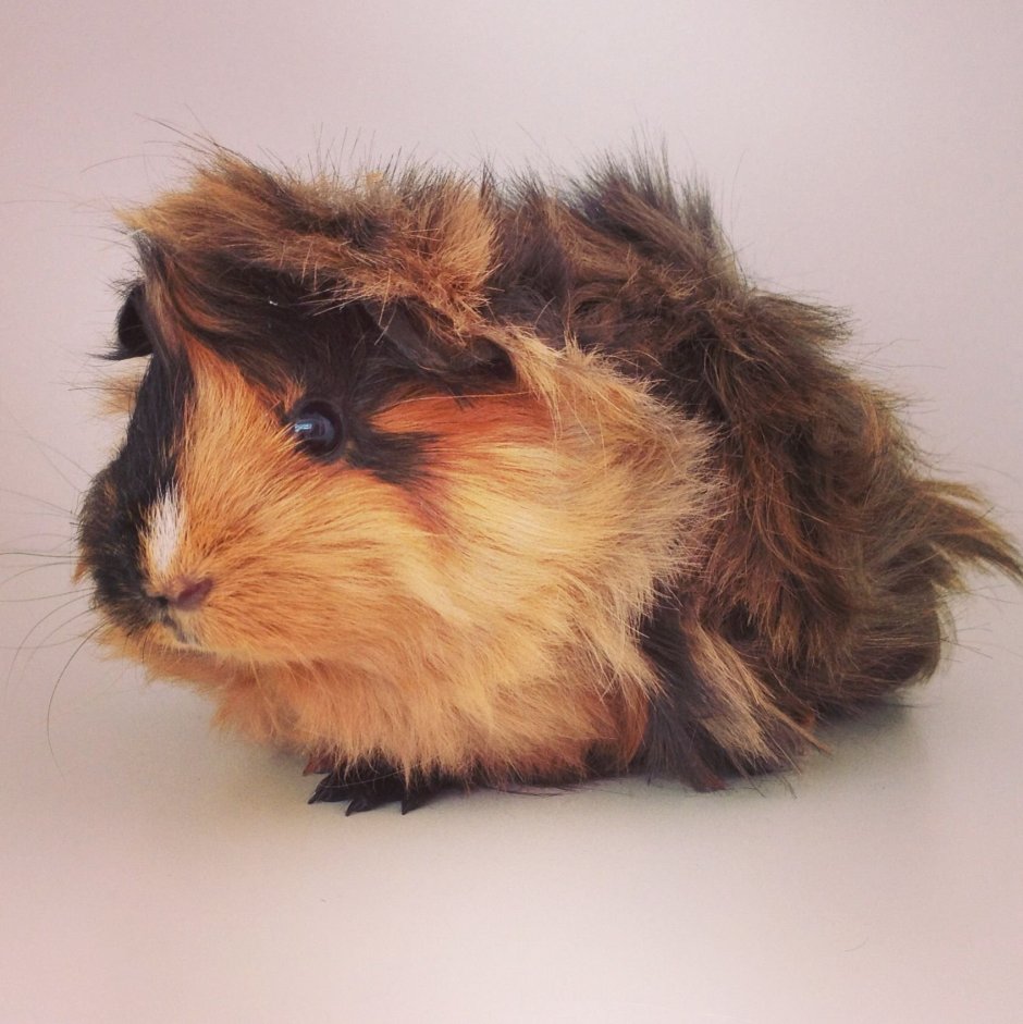 Морская Свинка голландская