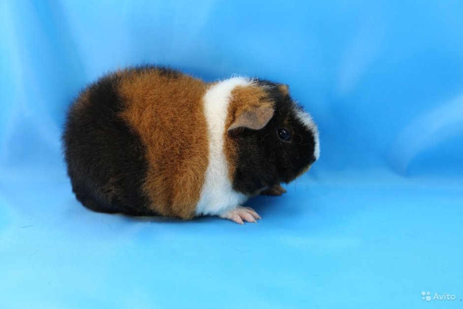 Морская Свинка породы Тедди