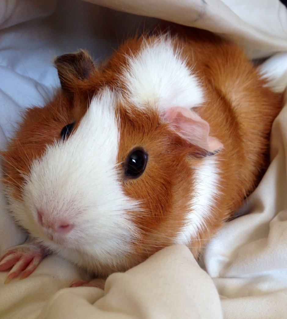 Морская Свинка Хома