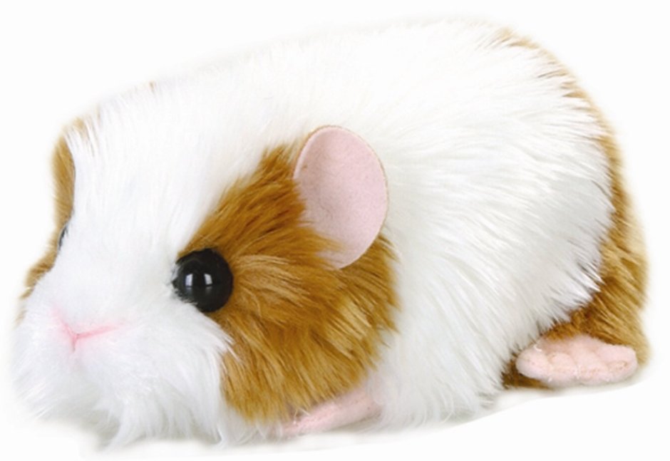 Морская Свинка Aurora