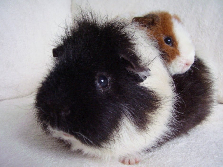 Гибрид морской свинки и кролика