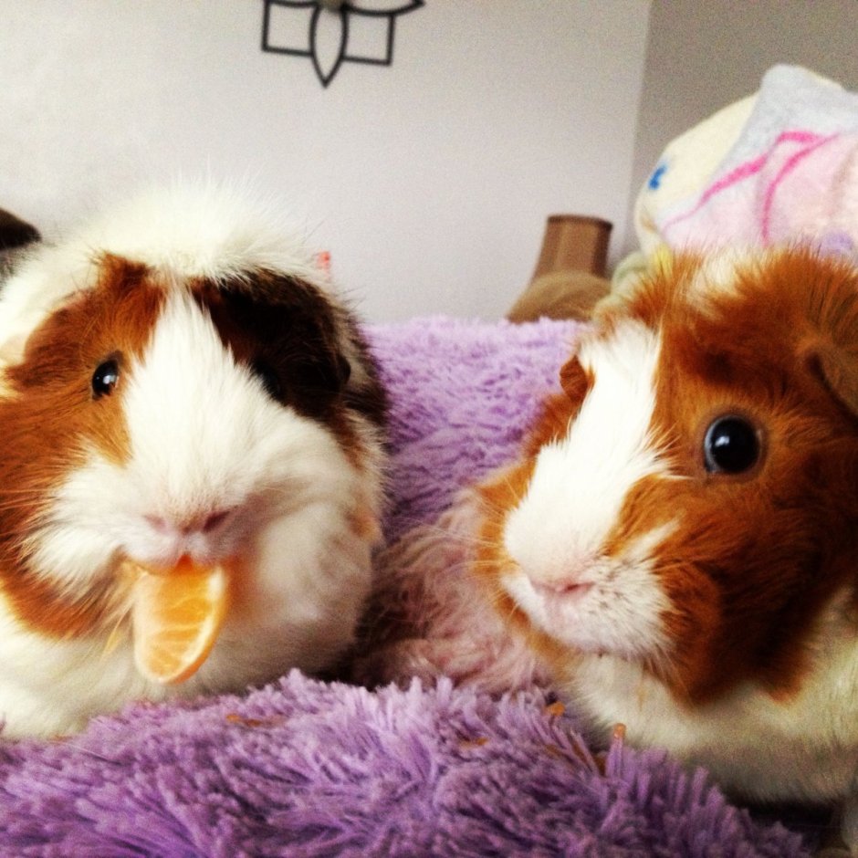 Розетти морская Свинка