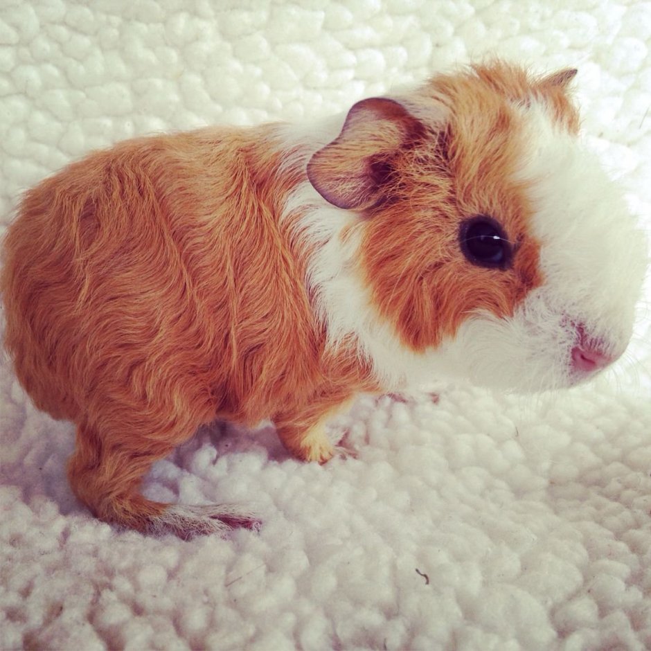 Морская Свинка Тедди рыжая