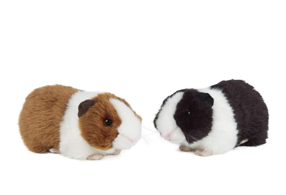 Плюшевая морская Свинка игрушка