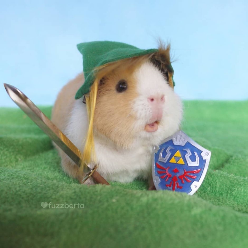 Морская Свинка Строитель