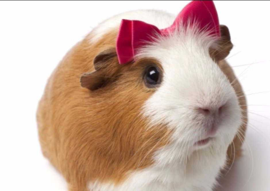 Голос морской свинки