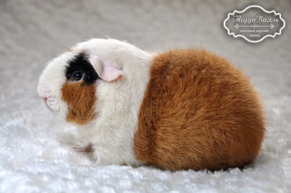 Питомник морских свинок породы американский Тедди