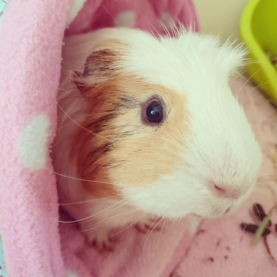 Морские свинки